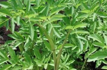 白芨種植發(fā)展前景怎么樣？
